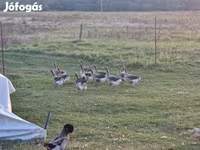 Geese — fotografija 5