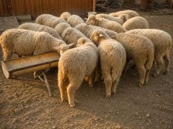 Sheep, Sheep