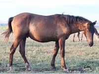 Pastuv, Vladimir heavy draft — fotografija 4