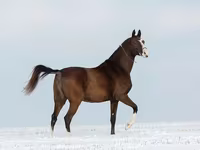 Kobila, Akhal-Teke — fotografija 2