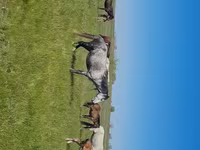 Égua, Kazakh horse — foto 1