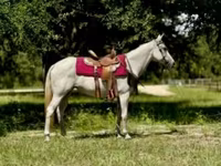 Kobila, Quarter Horse — fotografija 1