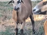 Carnero, Cameroon sheep — foto 2