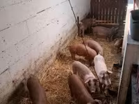 公猪, Pigs — 照片 1