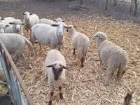 公羊, Sheep — 照片 5