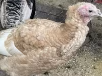 Turkeys — fotografija 2