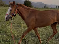 Pastuv, Tiger horse — fotografija 2