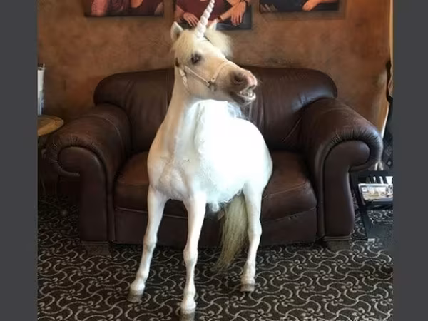 Kobila, Miniature horse