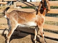 عنزة, Nubian Goat — الصورة 5