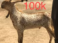 Goats (batch, sex not specified), Najdi goat — photo 2