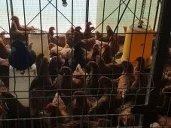 Chickens