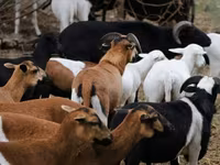 Owca, Cameroon sheep — zdjęcie 4