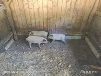 Świnie (partia, płeć nieokreślona) — zdjęcie 1