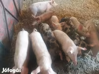 خنزير ذكر, الخنازير — الصورة 4