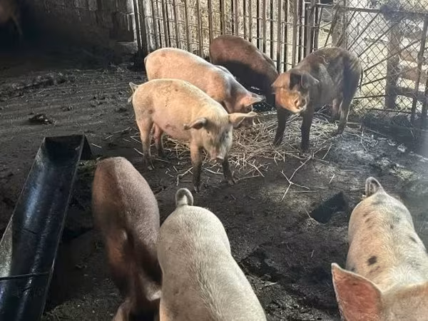 Porcs (lot, sexe non indiqué), Porcs — Hongrie