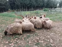 羊（ロット、性別未指定）, Racka sheep — 写真 4