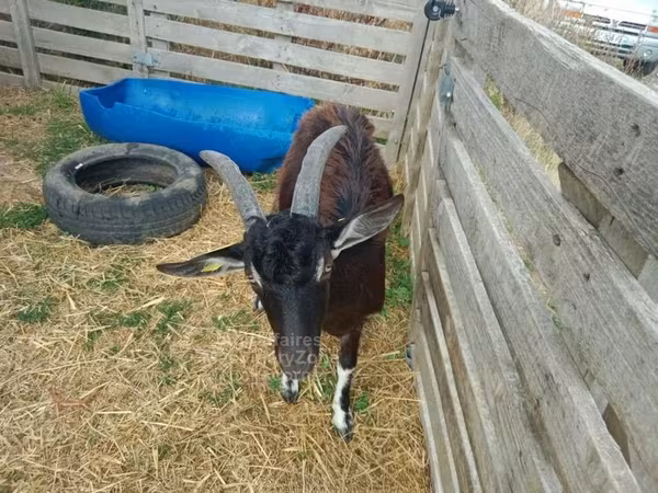 Cabras (lote, sexo não especificado), Poitou goats