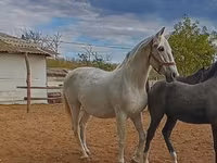 घोड़ी, Lipizzaner — फ़ोटो 2