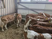 Goveda (partija, pol nije naveden), Simmental cattle — fotografija 3