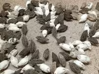 Quails — 照片 8