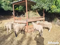 Schaf, Schafe — Foto 6