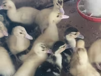 Ducks — fotografija 4
