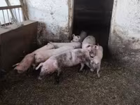 मादा सूअर, Крупная белая — फ़ोटो 4