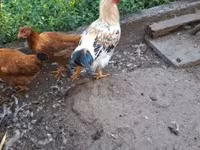 Chickens — foto 7