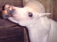 Kobila, Miniature horse — fotografija 7
