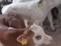 Goveda (partija, pol nije naveden), Simmental cattle — fotografija 2