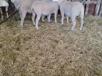 Sheep, Ile-de-France sheep — photo 5