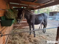 Kobila, Lipizzaner — fotografija 2