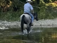 Pastuv, Quarter Horse — fotografija 4