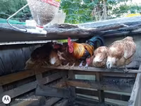 Chickens — zdjęcie 2