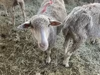 母羊, Sheep — 照片 1