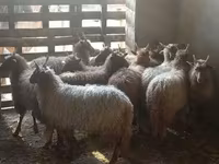Schaf, Racka sheep — Foto 2