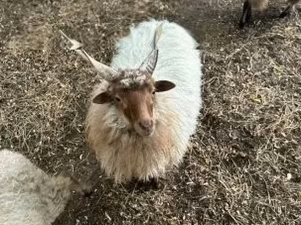 Bélier, Racka sheep — Hongrie