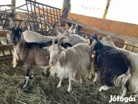 Ziege, Ziegen — Foto 6
