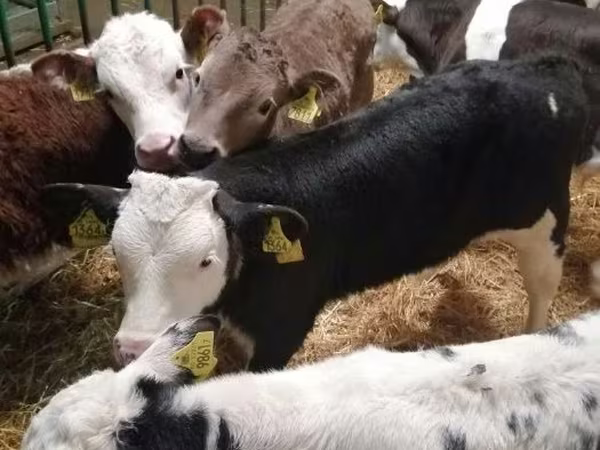 公牛, Limousin cow