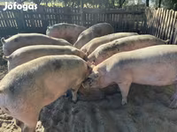 Cerdos (lote, sexo no especificado), Cerdos — foto 1