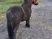 Cavalo, Cavalos — foto 6