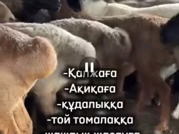 كبش, الأغنام
