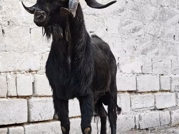 Jarac, Anatolian Black goats