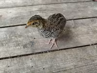Quails — zdjęcie 7