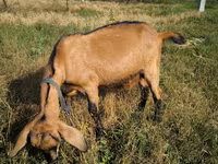 Ziegenbock, Nubian Goat — Foto 2