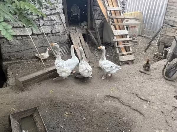 Geese