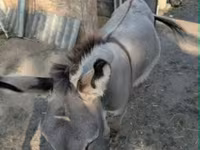 Cavalo, Cavalos — foto 4