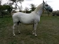 حصان, Lipizzaner — الصورة 1