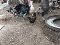 Turkeys — fotografija 3