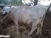 公牛, Charolais cattle — 照片 1